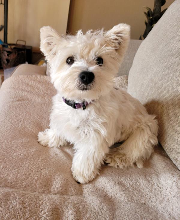 /Images/uploads/The Santa Fe New Mexican/santafepetcontest/entries/33973thumb.jpg